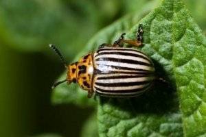 Корадо от колорадского жука: особенность пестицида, использование