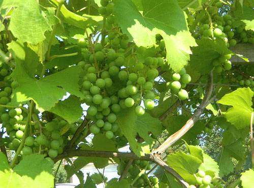 Как бороться с мучнистой росой на винограде