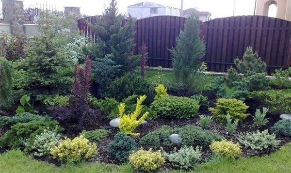 Хвойные композиции в ландшафтном дизайне сада: подбор растений + основы зонирования