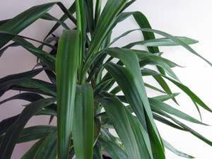 Какие комнатные растения бывают похожи на пальму: описание и их разновидности