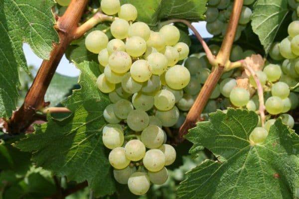 Старинный французский сорт — виноград шардоне