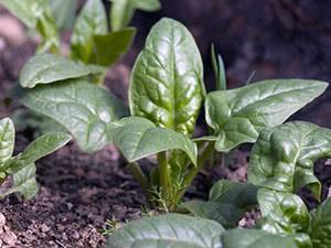 Выращивание шпината – что нужно знать о солнцелюбивой и стойкой культуре
