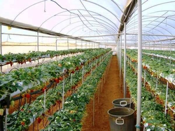 Выращивание клубники — правильная технология посадки и ухода. советы опытных садоводов по выращиванию клубники