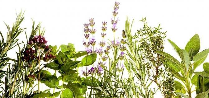 Какие лекарственные растения можно вырастить на даче: 5 самых нужных