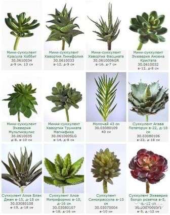 Топ 15 редких видов суккулентов с фото и названием. выбираем растение по душе!