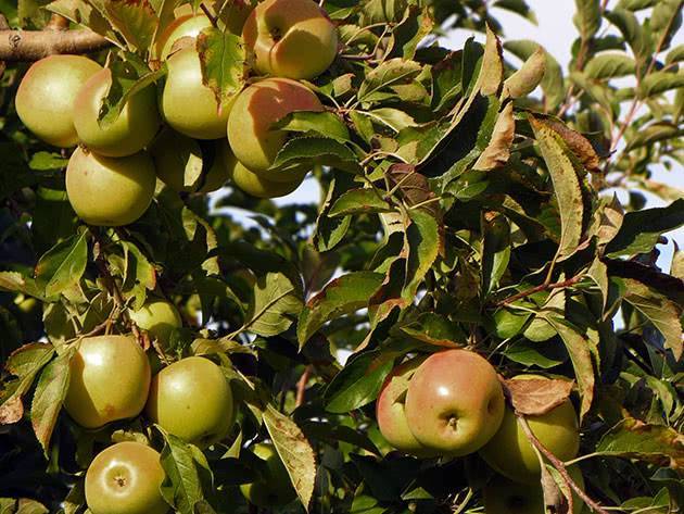 Как выращивать саженцы яблони из срезанной ветки