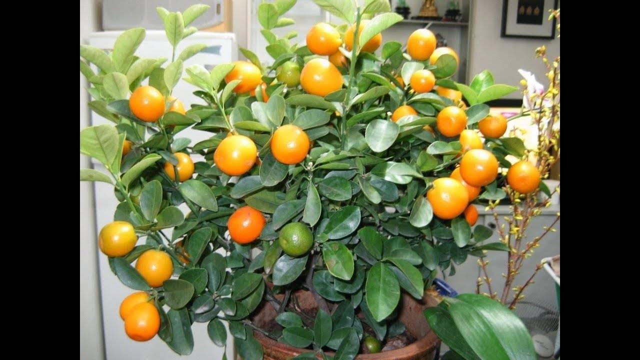 Апельсиновое дерево, уход в домашних условиях, фото