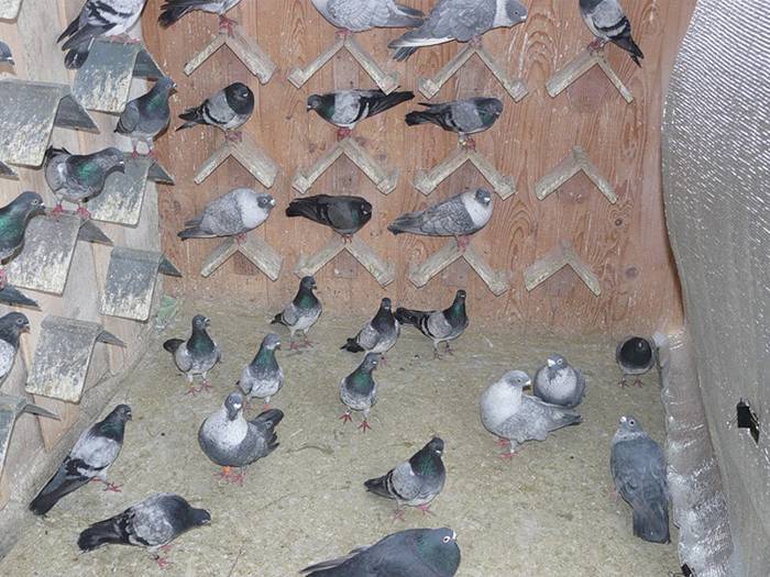 Разводим голубей: что нужно знать каждому птицеводу?