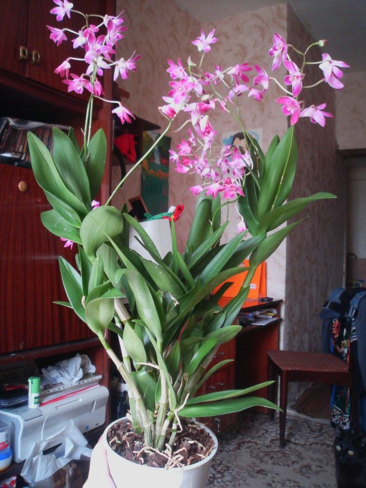 Орхидея дендробиум нобиле — уход и размножение в домашних условиях