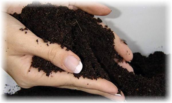 Кабачки: выращивание рассады из семян, посадка в открытый грунт и уход