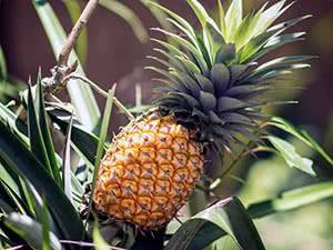 Как самостоятельно вырастить ананас: подробная инструкция