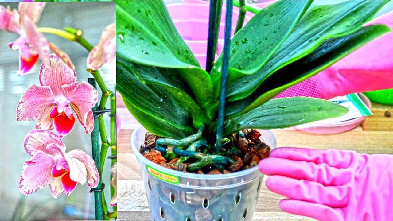 Грунт для орхидей или субстрат: в чем выращивать?