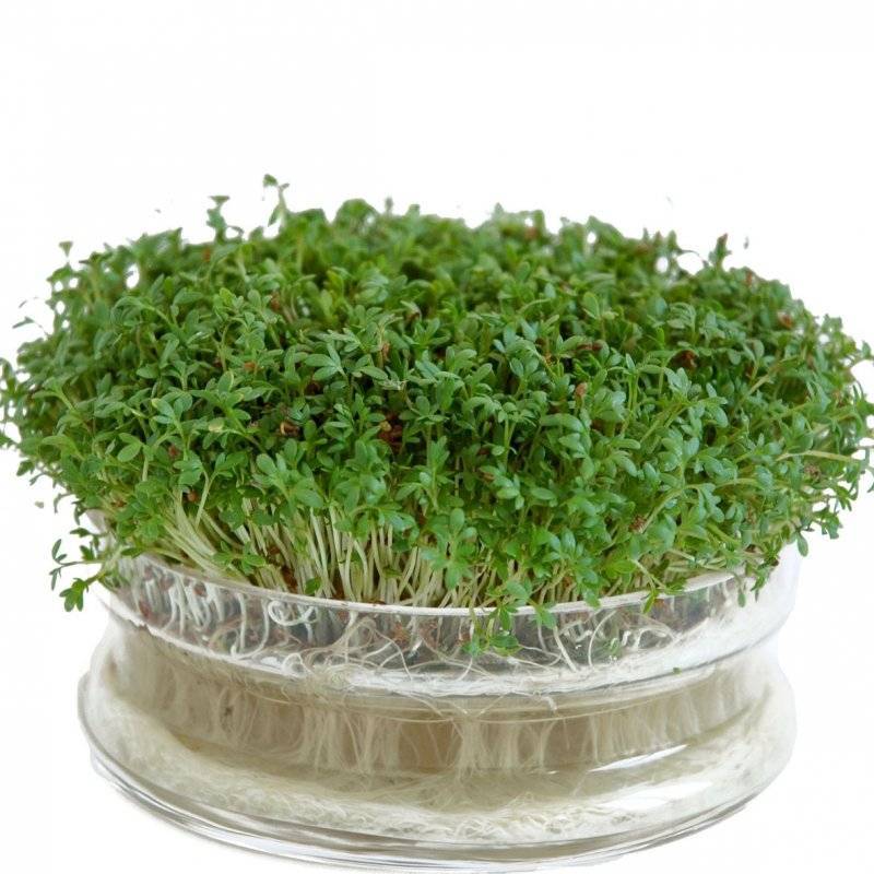 Растение салат: выращивание из семян в домашних условиях и в открытом грунте