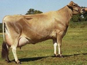Породы коров: молочные, мясные, мясо-молочные