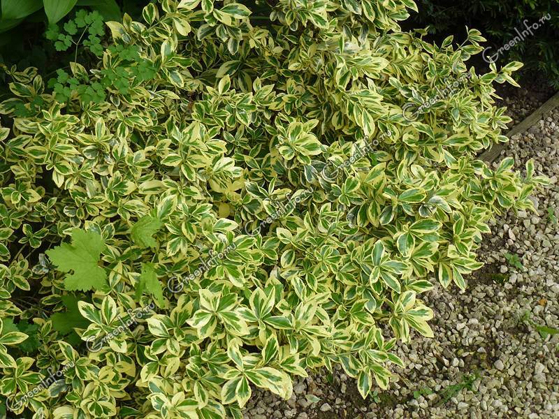 Вечнозеленый бересклет вида форчуна. посадка и выращивание на приусадебном участке