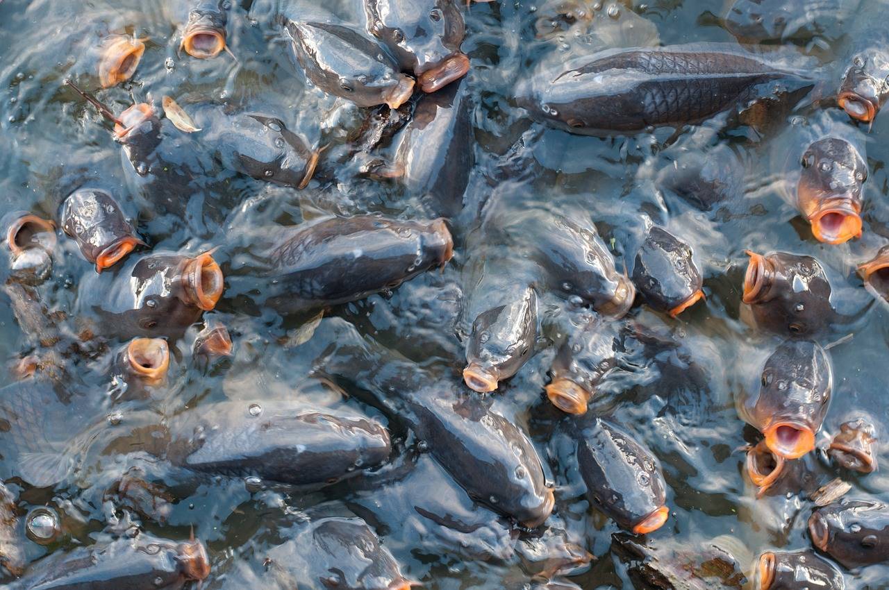 Кормление рыбы в пруду зимой
