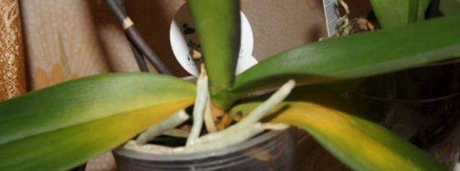 Почему листья орхидеи потеряли тургор и морщинятся