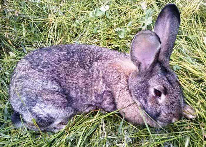 Лечение и профилактика кокцидиоза у кроликов