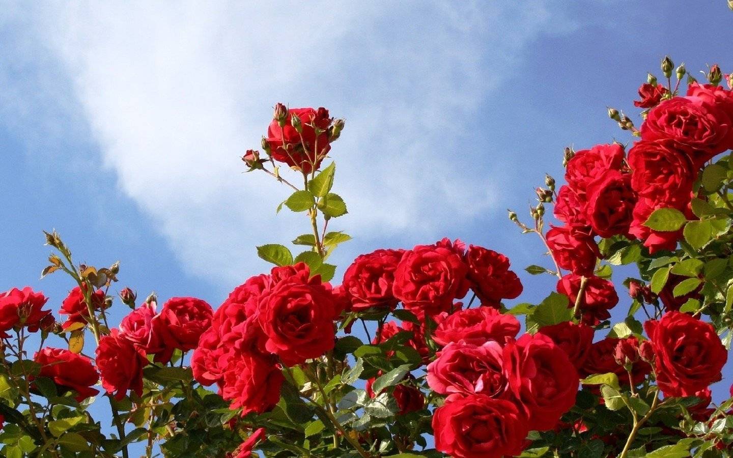 6 главных причин, почему садовая роза не цветет