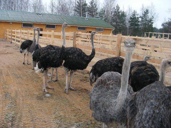 Ферма страусов на даче — мы решим эту задачу!