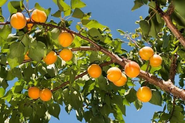 Чёрный абрикос: популярные сорта, преимущества и недостатки