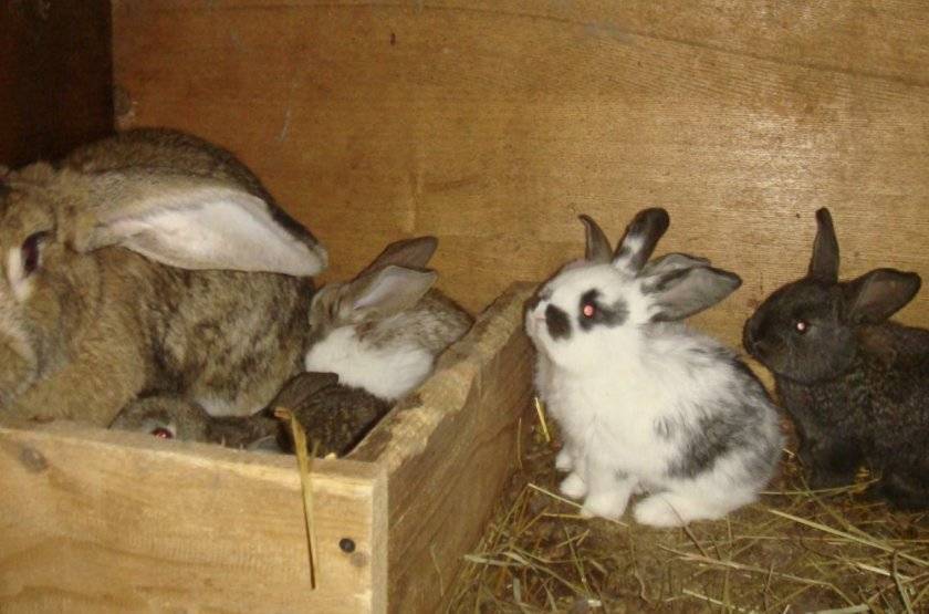 Правила и сроки отсаживания крольчат от самки