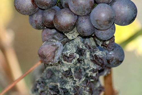 Самые опасные вредители винограда (описание и методы борьбы)