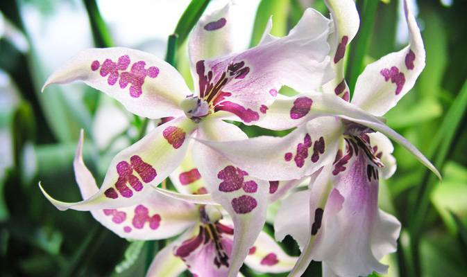 Неприхотливый гибрид орхидеи камбрия