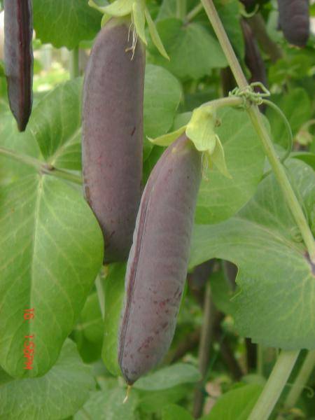 Описание лучших сортов фиолетового гороха, их характеристика и выращивание