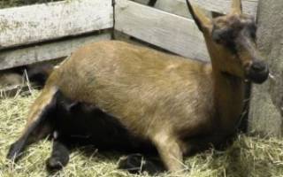 Особенности разведения коз в домашних условиях для начинающих
