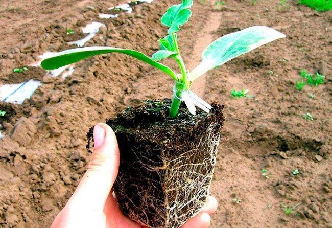 Как посадить арбуз, чтобы получились крупные, сладкие плоды