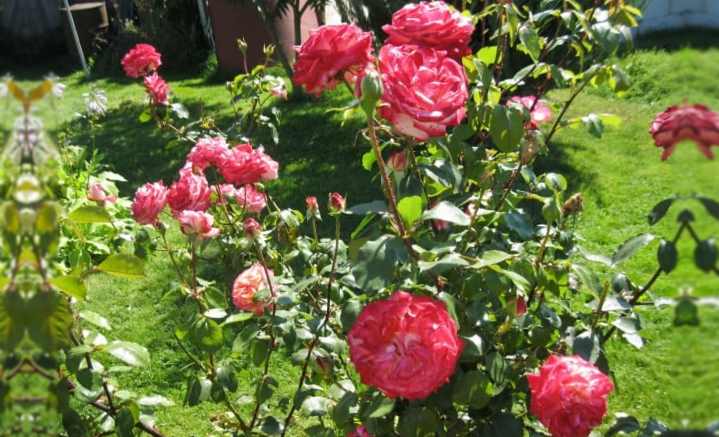 Чайно-гибридные розы: что это такое и отличаются ли от флорибунда, нюансы посадки и ухода, а также названия, описания и фото гранд шато, дабл делайт и других сортов