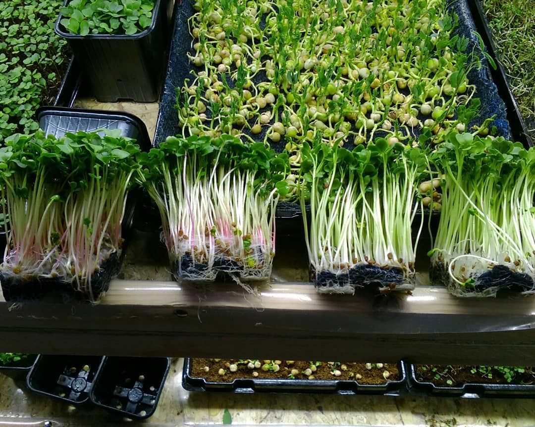 А вы уже выращиваете микрозелень на подоконнике?