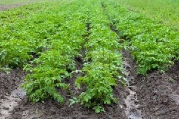 Картошка под соломой — высокие урожаи при минимуме усилий