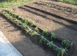 Как правильно поливать домашнюю рассаду помидоров в апреле месяце 2019: агротехника полива рассады на грунте, в теплице, правильная вода