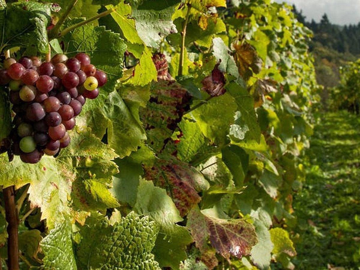 Обработка винограда от болезней и вредителей — сроки обработки