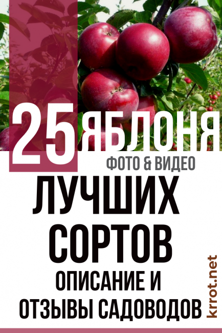 Яблоня уэлси: сорт американской селекции в российских садах