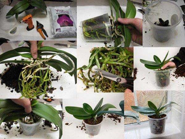 Орхидея после пересадки – особенности ухода за роскошным тропическим цветком