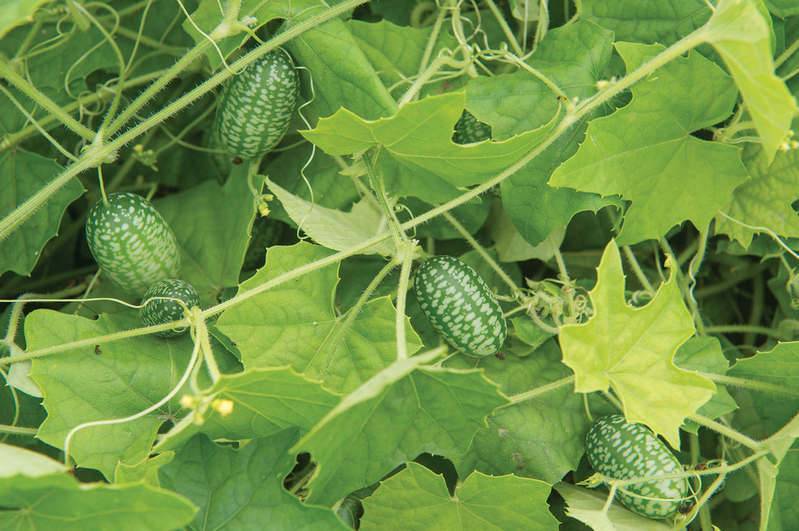 10 типов урожайных грядок: что выращивать и как сделать?