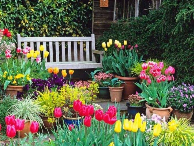 Цветок тюльпан: посадка и уход, фото, выращивание, когда сажать и выкапывать