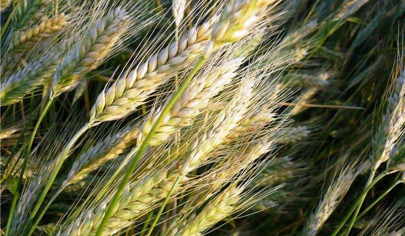 Тритикале — гибрид ржи и пшеницы на полях нашей страны