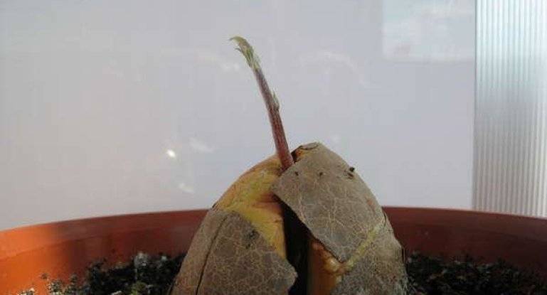 Как растет дерево авокадо: особенности роста, уход за растением и фото