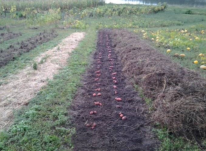 Посадка картофеля под солому: огород без хлопот. лучшие способы посадки, технология выращивания