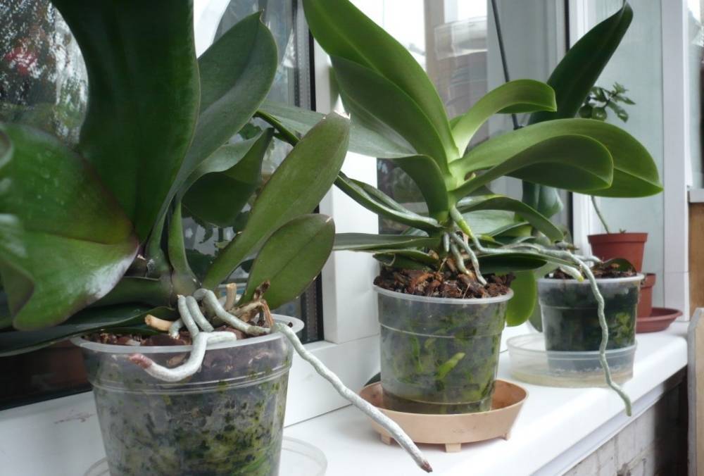 Как пересадить орхидею в домашних условиях