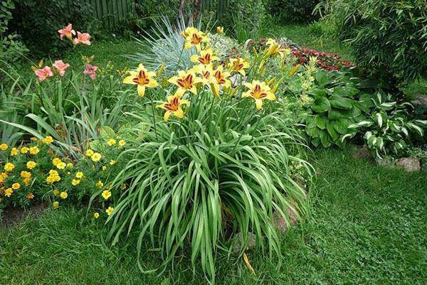 Лилейник: «любимый цветок садовников»
