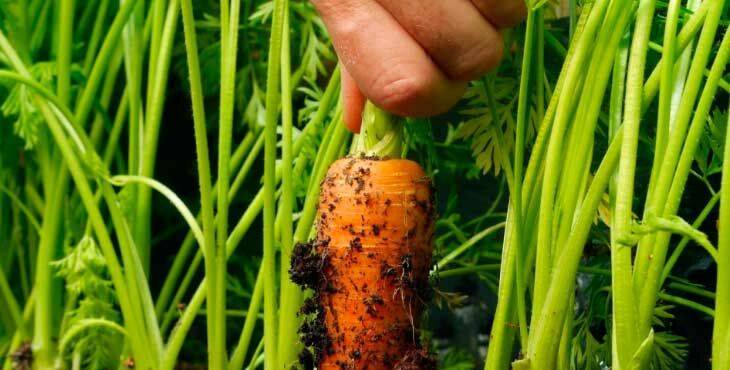 Морковка, петрушка, укроп: как подготовить зонтичные к посадке