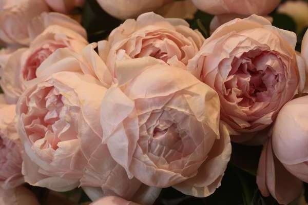Пионовидные розы для украшения свадьбы