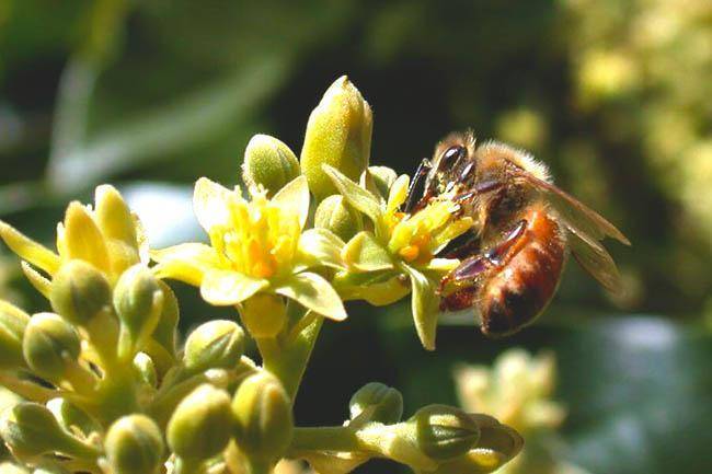 Главный взяток у пчёл. как готовиться к медосбору