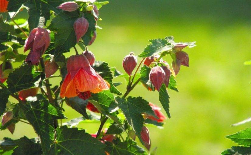 Домашний клен – абутилон: комнатный цветок и декоративное садовое растение