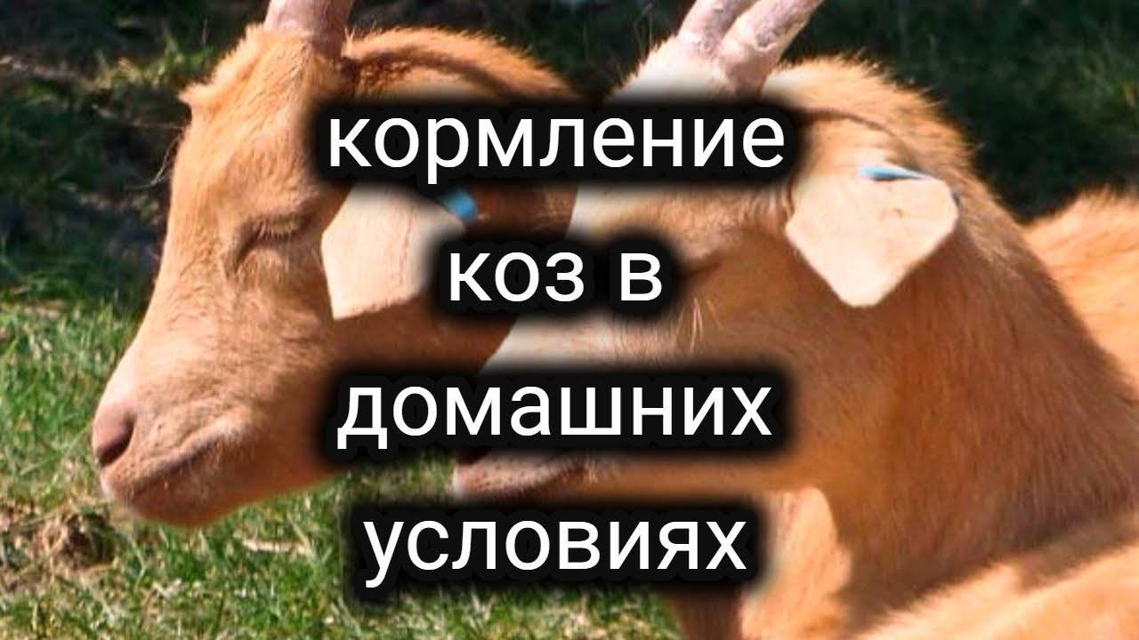 В козоводстве важно определить кормовую базу для коз